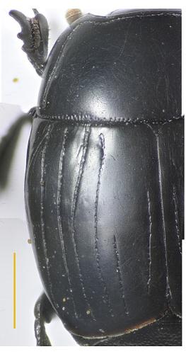 Atholus praetermissus